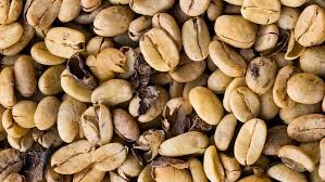 Bean Extract